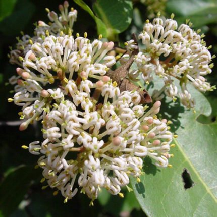 ixora pavetta