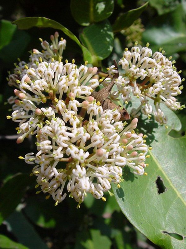 ixora pavetta ixora pavetta