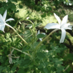 Buy Long Flowered Barleria, Barleria Longiflora, Malaikanagambaram, Pinna gorinta - Live plant online shopping for sale