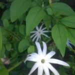 Buy Jasminum angustifolium, iruvatchi jasmine, kattu malligai, 
kattumullai, wild jasmine, இருவாட்சி 
மல்லிகை - Live plant online shopping for sale