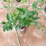Buy Jasminum cuspidatum, wild jasmine, oosi malli, urumikol - 
Live plant online shopping for sale