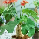 Buy Jatropha podargrica - Live Plant Online Shopping for Sale