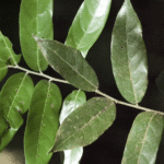 Buy Malabar ironwood, vellai kongu, White kongu - Live Plant Online Shopping for Sale