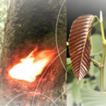 Buy ஜோதி விருட்சம், இரவில் 
ஒளிரும் மரம், jothi virutcham, jothi 
viruksham - Live plant online shopping for sale