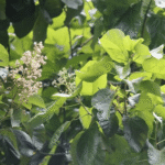 Buy Trincomalee Wood, Halmilla tree - Online Shopping for Sale