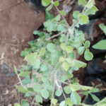 Buy Medhshingi, kattu viruksham - Live Plant Online Shopping for Sale