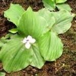 Buy Kaempferia galanga, Saathi, Kaarchurah, Chandmool, 
Kachchoora, Chandmoola, Chanda mula, Kacholam, Kachoori, Kachoram 
- Live plant online shopping for sale