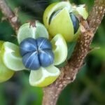 Buy Phyllanthus reticulatus, karumpoola, karunelli, 
कृष्ण काम्बोजी, Krishna - kamboji - 
Live plant online shopping for sale