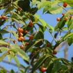 Buy Garuga pinnata, karu veppam, kharpat, 
கருவேம்பு, karuvembu, konda vepa - Live plant 
online shopping for sale