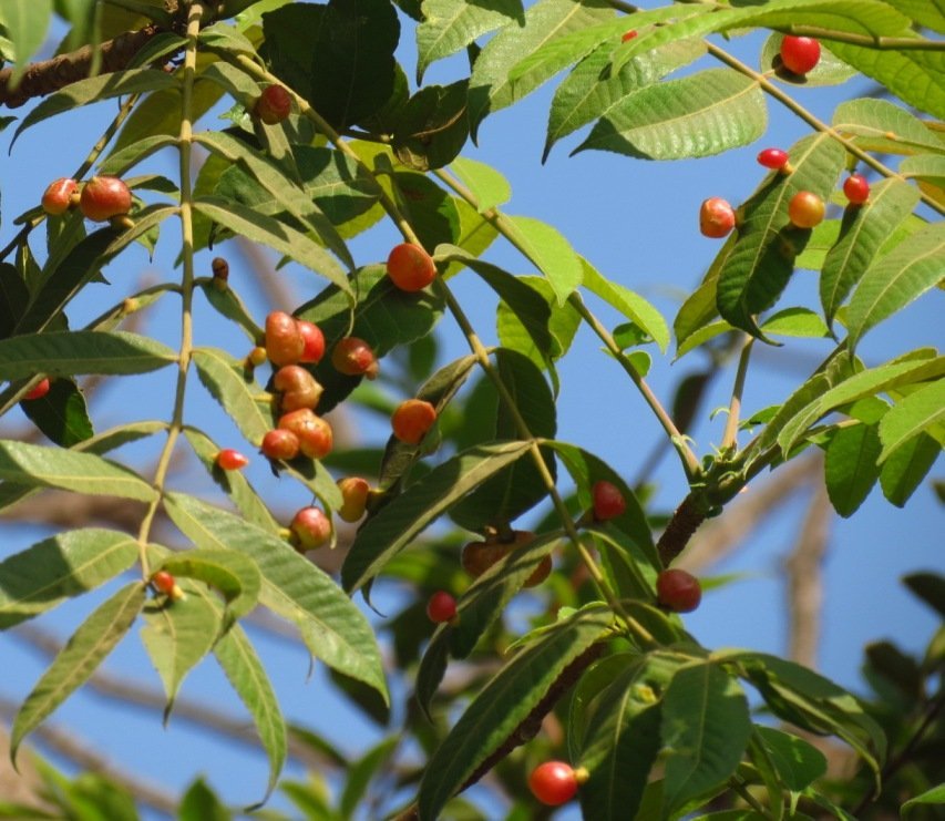 karuvembu.jpg Buy Garuga pinnata, karu veppam, kharpat,
கருவேம்பு, karuvembu, konda vepa - Live plant
online shopping for sale - Image 1