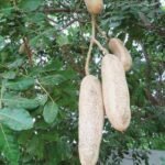 Buy Sausage tree, Kigelia pinnata, sivakundalam, marasurai, 
yaanai pudukkan - Live plant online shopping for sale