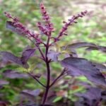 Buy Ocimum tenuiflorum - Black, krishna tulsi, kali tulsi - Live 
plant online shopping for sale