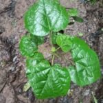 Buy Kydia calycina, Pula, पट्ठा, Pattha, पुला, 
Pula, पुलिया, Pulia, Vellachadachi, vattakannu, 
పోతరి, Potari - Live plant online shopping for sale