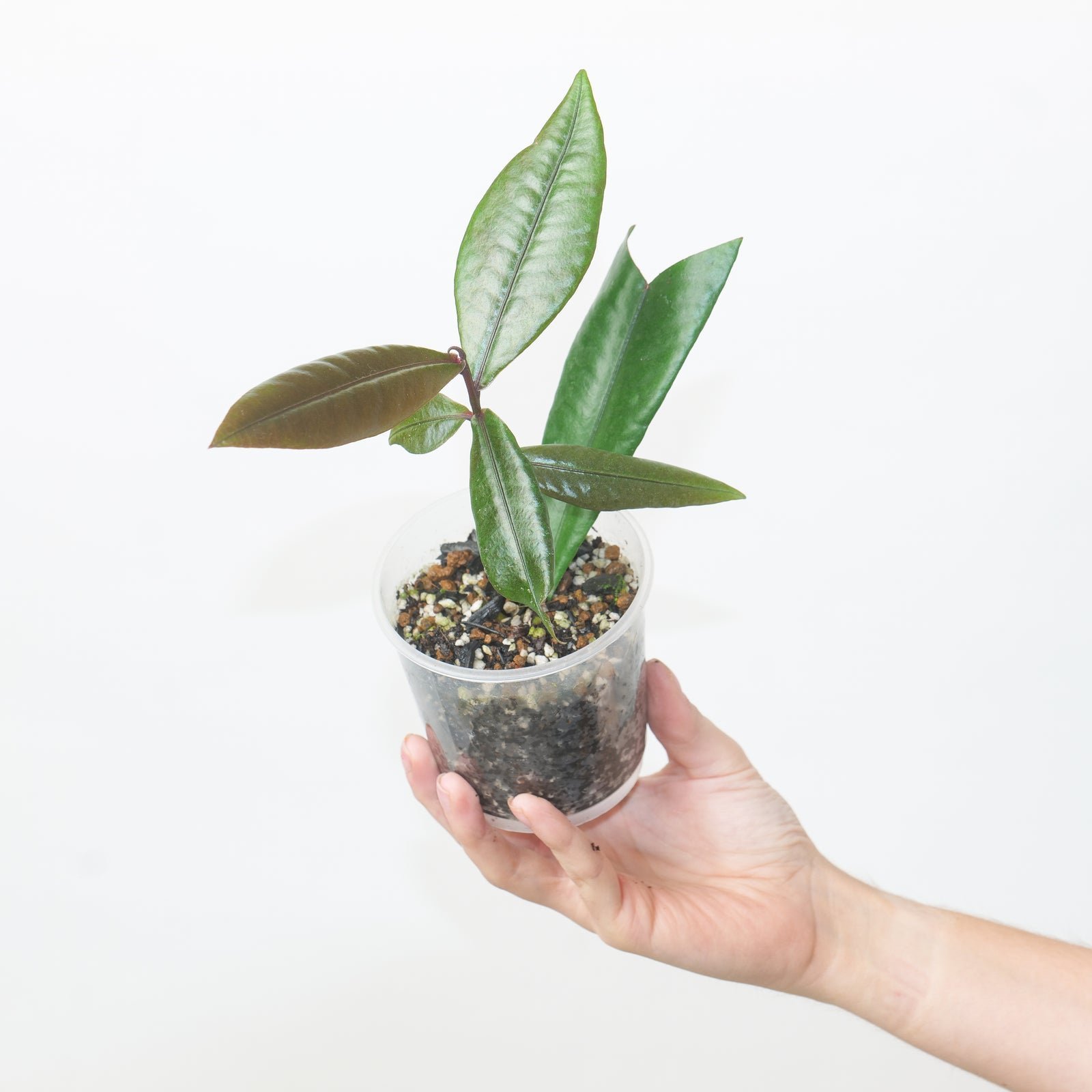 labspgreen.jpg Buy Labormia sp - Live Plant Online Shopping for Sale - Image 1
