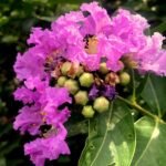 Buy Lagerstroemia speciosa - Live Plant Online Shopping for Sale