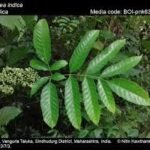Buy Leea indica - Live Plant Online Shopping for Sale