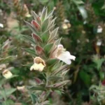 lepidagathis cuspidata
