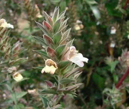 lepidagathis cuspidata