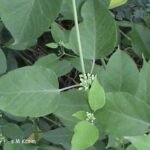 BUY LEPTADENIA RETICULATA - LEPTADENIA, CORK SWALLOW - WORT, 
JEEVANTHI, KARKODAVALLI, PALACHEDI, KURUNINVALLI - LIVE PLANT 
ONLINE SHOPPING FOR SALE