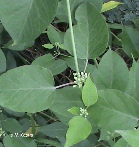 leptadenia-reticulata.jpg BUY LEPTADENIA RETICULATA - LEPTADENIA, CORK SWALLOW - WORT,
JEEVANTHI, KARKODAVALLI, PALACHEDI, KURUNINVALLI - LIVE PLANT
ONLINE SHOPPING FOR SALE - Image 1