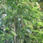 litsea coriacea