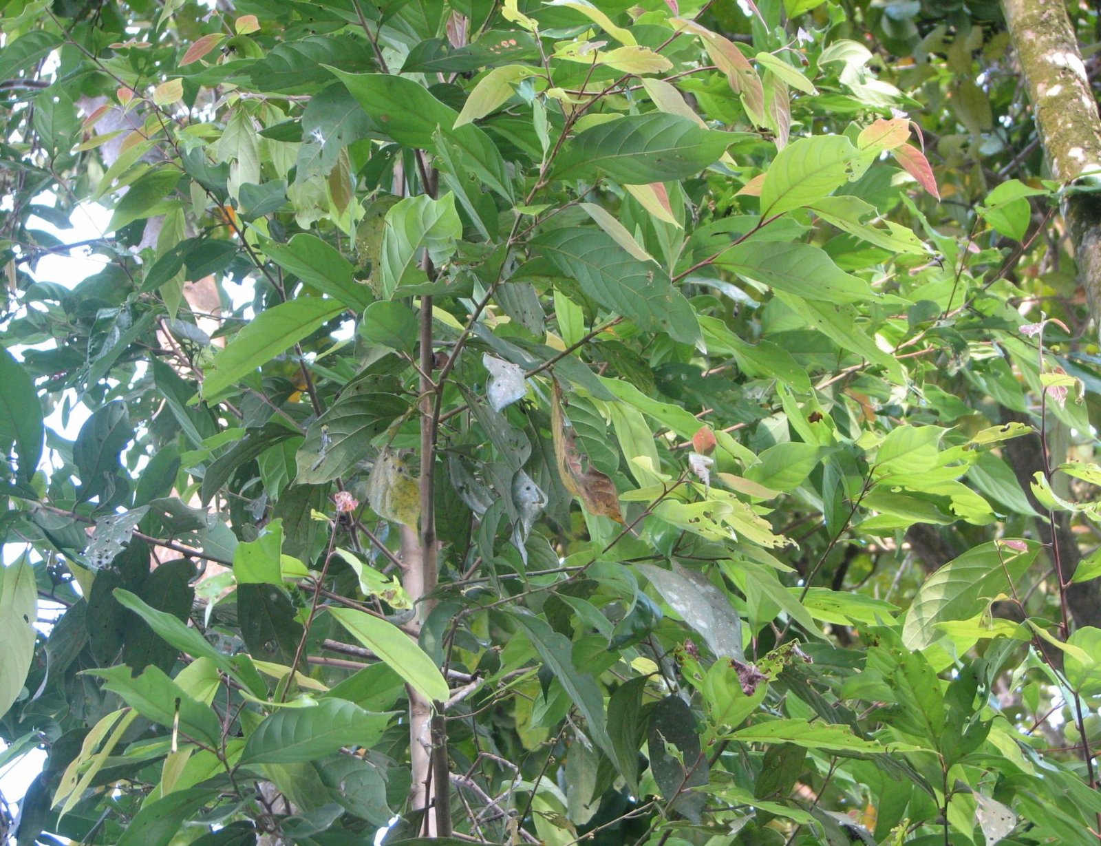litsea coriacea litsea coriacea
