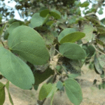 Buy Anjan - Live Plant Online Shopping for Sale