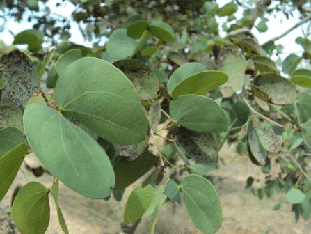 lumwcuf4g7bl4qsm8zsr.png Buy Anjan - Live Plant Online Shopping for Sale - Image 1