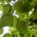 Buy Macaranga tanarius, parasol leaf tree, blush macaranga, 
nasturtium tree, David's heart, heart leaf, mara alukanni - Live 
plant online shopping for sale