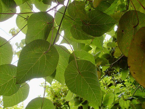 macaranga-tanarius.jpg Buy Macaranga tanarius, parasol leaf tree, blush macaranga,
nasturtium tree, David's heart, heart leaf, mara alukanni - Live
plant online shopping for sale - Image 1