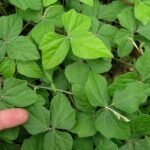 Buy Macroptilium atropurpureum, pudhar avarai, blue bean - Live 
plant online shopping for sale