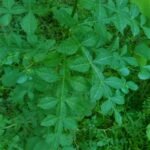 Buy 13 leaves Mahavilvam, Magavilvam - 13 Leaves, 
மஹாவில்வம், Limonia crenulata, naringi 
crenulata - Live plant online shopping for sale