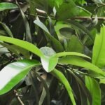 Buy Mammea suriga, sirupunnai, calophyllum suriga, Surangi 
सुरंगी, punnag, surapunnaga - Live plant online 
shopping for sale