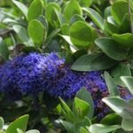 Buy Korakaha, nirasa, kayavu, kasavu, anjani, kayam, khaya, kaya, manjiyalli, memecylon umbellatum - live plant online shopping for sale