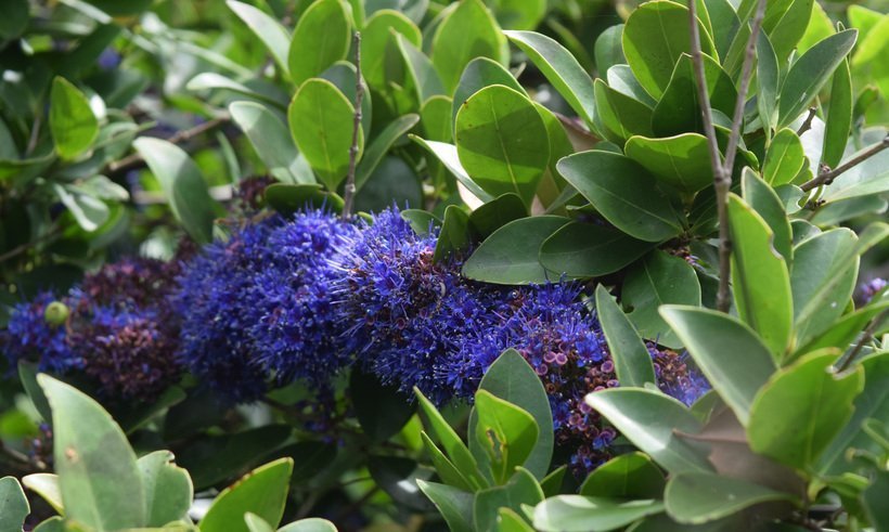 memecylon-umbellatum.jpeg Buy Korakaha, nirasa, kayavu, kasavu, anjani, kayam, khaya, kaya, manjiyalli, memecylon umbellatum - live plant online shopping for sale - Image 1