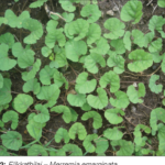 Buy Merremia emarginata, elichevi, Perettaikkeerai, Yelikkaadhu 
Keerai, elikathilai, எலிக்காதிலை - Live 
plant online shopping for sale