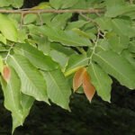 monoon fragrans