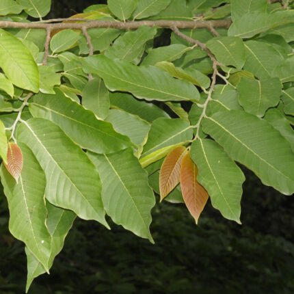 monoon fragrans