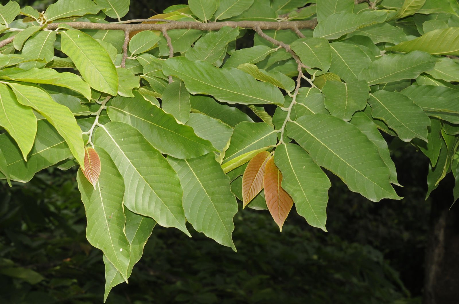 monoon fragrans monoon fragrans