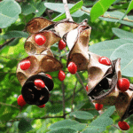 Buy jumbie beans, adenanthera pavonina, barighumchi, aane guliganji, aanai kundrimani - Live medicinal plant online shopping for sale