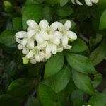 Buy Murraya paniculata, vengarai, kadarkonji, 
கடற்கொஞ்சி - Live plant online shopping for 
sale