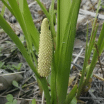 Buy sweet grass, sweet root, vasambu - Live Plant Online Shopping for Sale