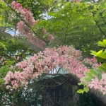 Buy Cassia javanica - Live Plant Online Shopping for Sale