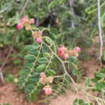Buy Cassia roxburghii - Live Plant Online Shopping for Sale