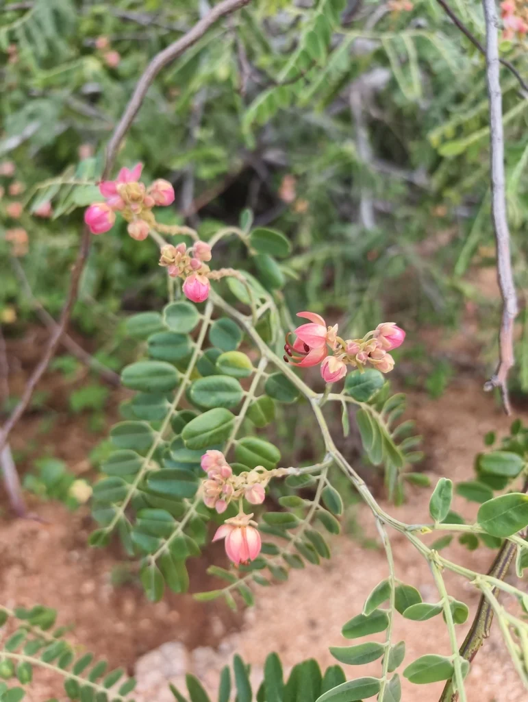 new-cassia-roxburghii-inaturalist.webp Buy Cassia roxburghii - Live Plant Online Shopping for Sale - Image 1