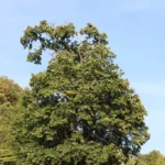 Buy Castanea - Chest nut - Live Plant Online Shopping for Sale