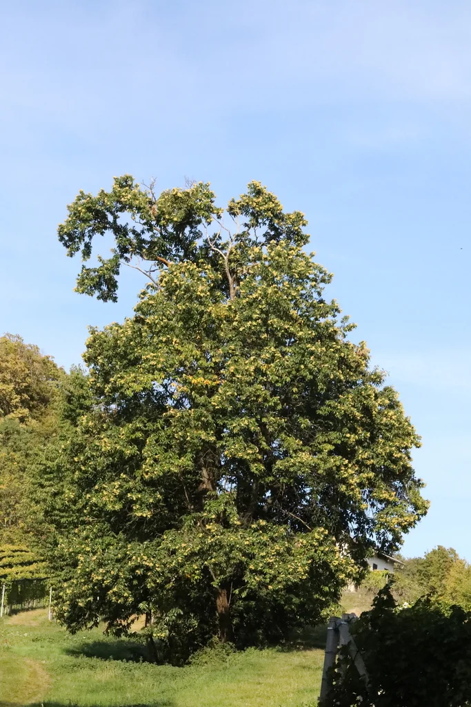 new-castanea-sativa-inaturalist.webp Buy Castanea - Chest nut - Live Plant Online Shopping for Sale - Image 1