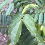 Buy Castanospermum australe - Live Plant Online Shopping for Sale