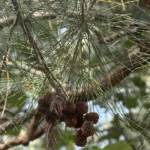 Buy Casuarina sp - Live Plant Online Shopping for Sale