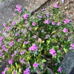 Buy Catharanthus roseus - Live Plant Online Shopping for Sale